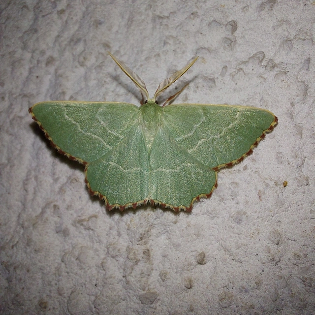 Thalera fimbrialis - csipkésszélű zöldaraszoló