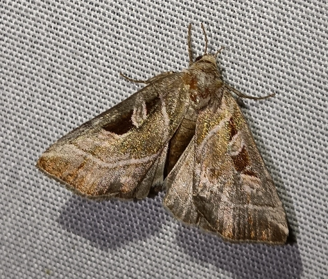Eucarta virgo - mocsári ametisztbagoly