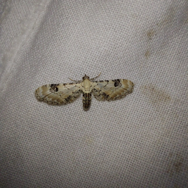 Eupithecia centaureata - búzavirág-törpearaszoló