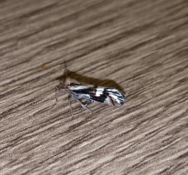 Delphax crassicornis