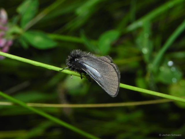 Pentophera morio - réti gyapjaslepke