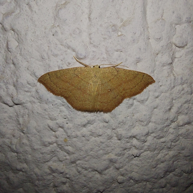 Cyclophora linearia - vonalas pettyesaraszoló