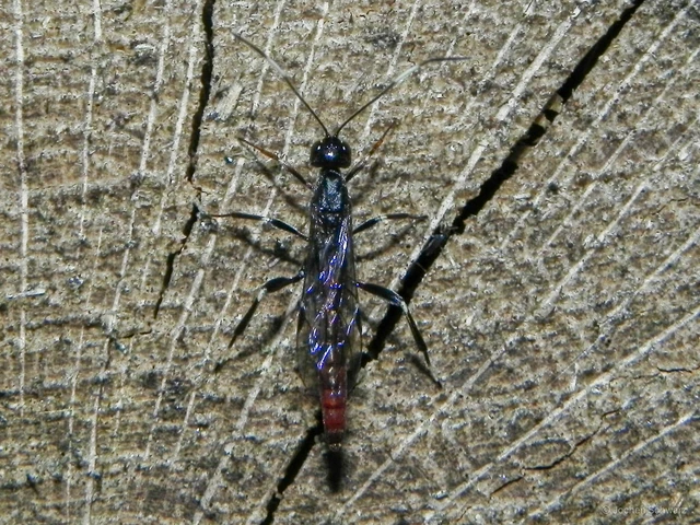Hymenoptera - Hártyásszárnyúak