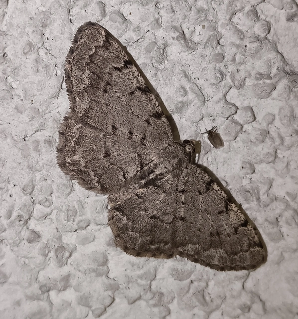 Aethalura punctulata - szürke égeraraszoló