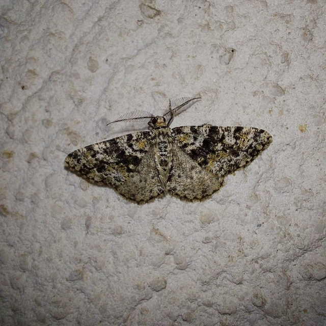 Fagivorina arenaria - bükkfaaraszoló