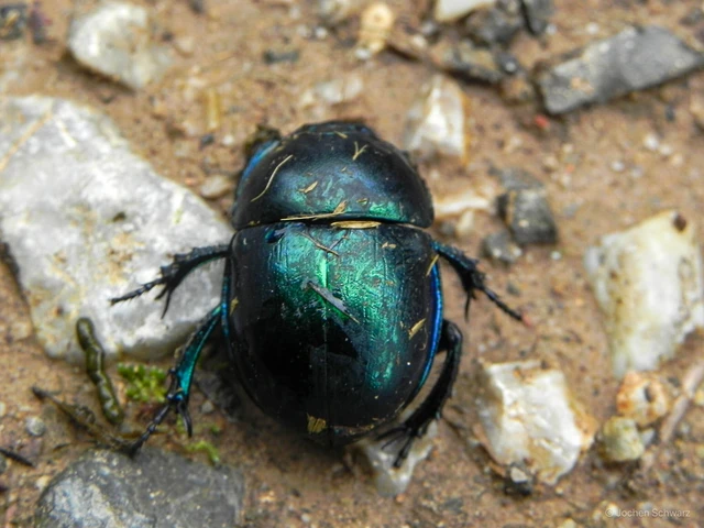 Trypocopris vernalis - tavaszi álganéjtúró