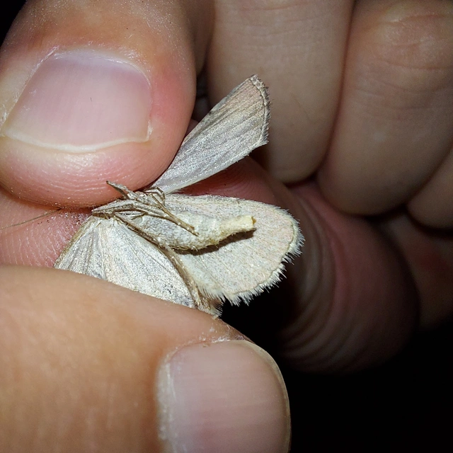 Aplocera plagiata - szürke csíkosaraszoló