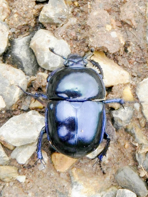 Trypocopris vernalis - tavaszi álganéjtúró