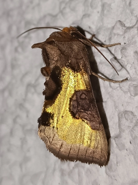 Diachrysia stenochrysis - rejtőző aranybagoly