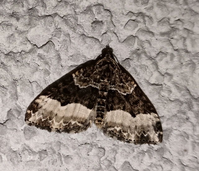 Euphyia unangulata - fogassávú tarkaaraszoló