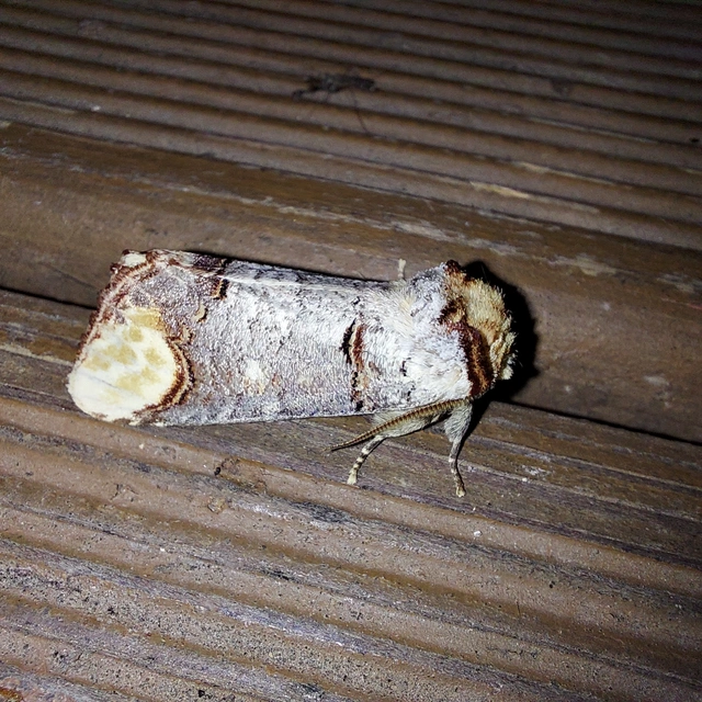 Phalera bucephala - sárgafoltos púposszövő