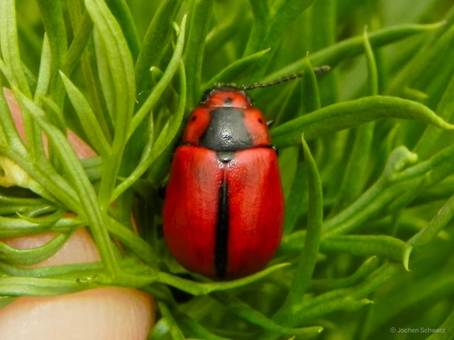 Entomoscelis dorsalis - hérics-honvédbogár