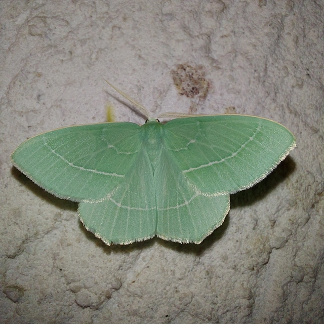 Hemistola chrysoprasaria - kékes zöldaraszoló