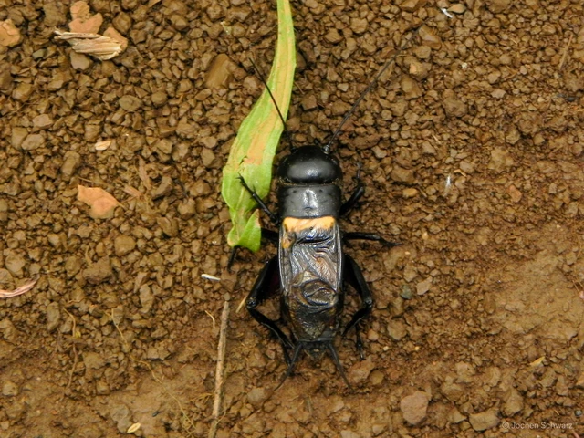 Gryllus campestris - mezei tücsök