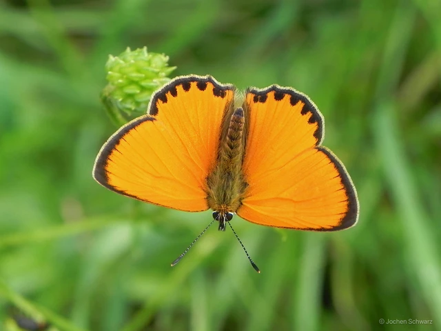 Lycaena virgaureae - arany-tűzlepke