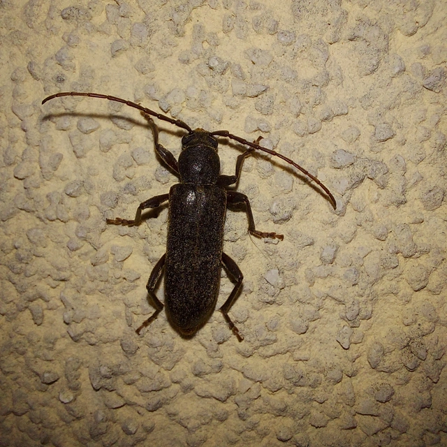 Trichoferus campestris - szállóvendég éjicincér