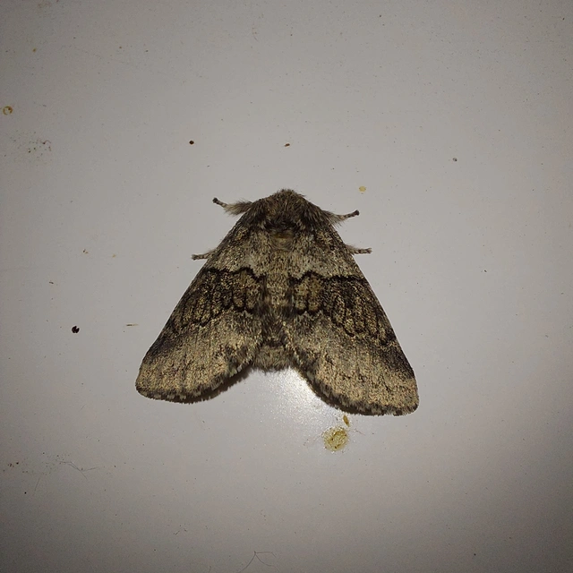 Gluphisia crenata - kormos púposszövő
