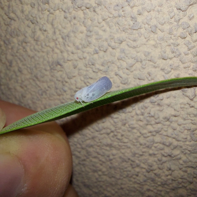 Metcalfa pruinosa - amerikai lepkekabóca