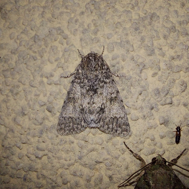 Acronicta megacephala - nagyfejű szigonyosbagoly