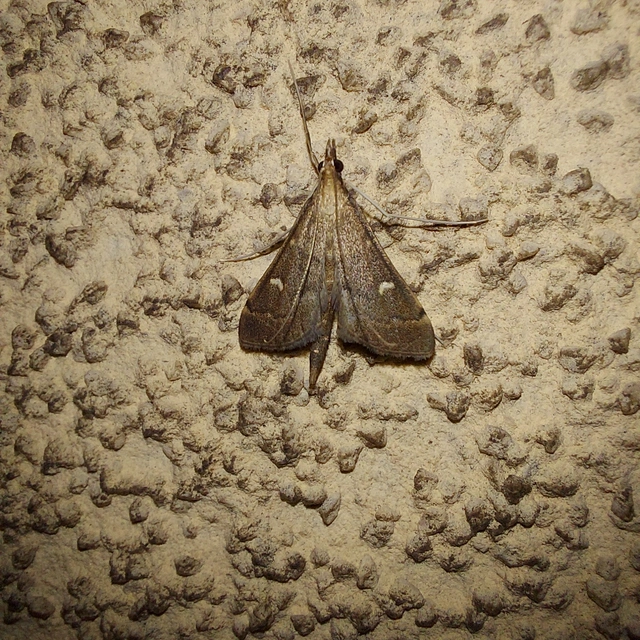Dolicharthria punctalis - hosszúlábú tűzmoly