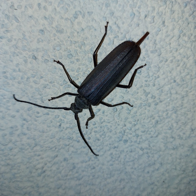 Aegosoma scabricorne - diófacincér