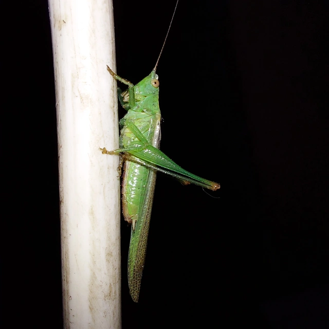 Conocephalus fuscus - kis kúpfejűszöcske