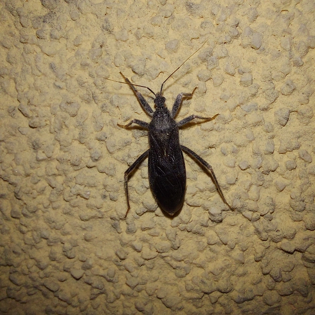 Reduvius personatus - szemetes zugpoloska