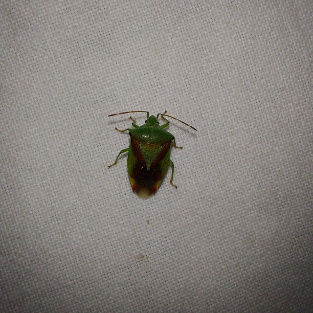 Elasmostethus Elasmostethus