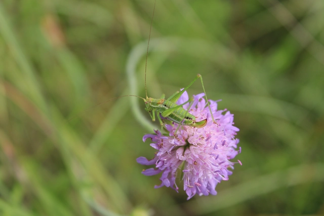 Leptophyes albovittata - közönséges virágszöcske