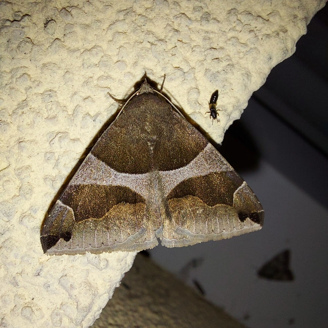 Dysgonia algira - déli porcelánbagoly