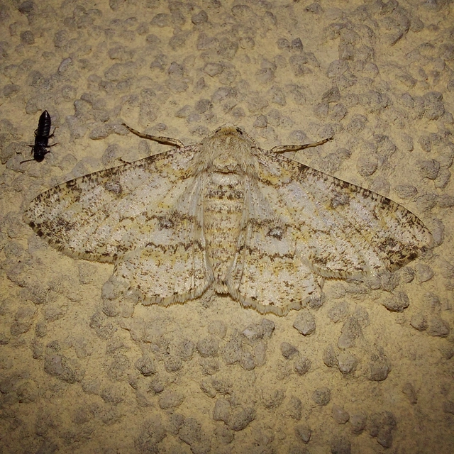 Ascotis selenaria - holdas faaraszoló