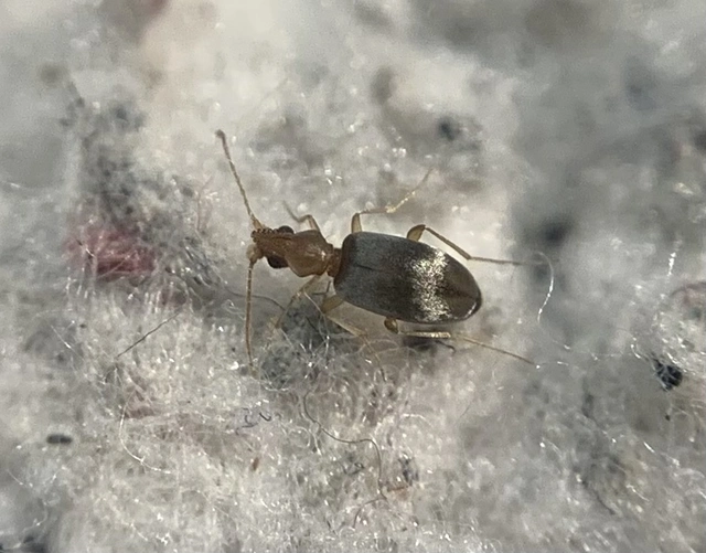 Mecynotarsus serricornis - kis nyakszarvúbogár