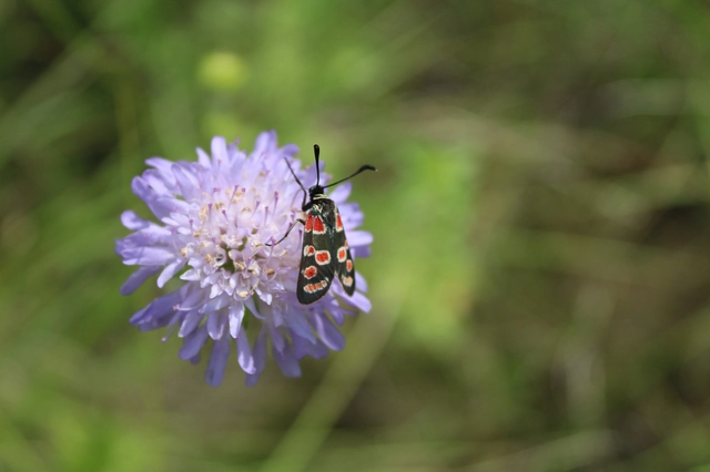Zygaena carniolica - fehérgyűrűs csüngőlepke