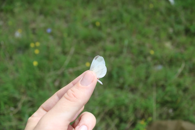 Leptidea sinapis - mustárlepke