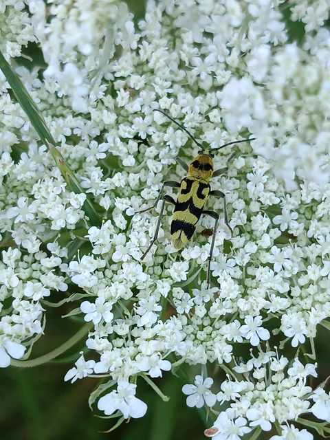 Chlorophorus varius - díszes darázscincér