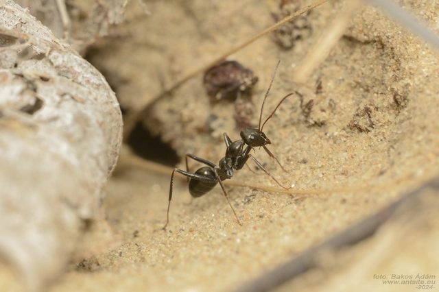 Cataglyphis aenescens - fekete fürgehangya
