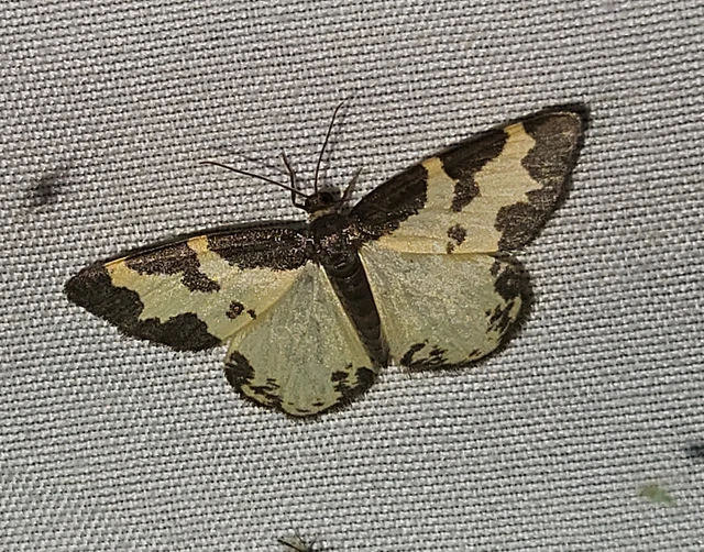 Lomaspilis marginata - szegélyes nyárfaaraszoló