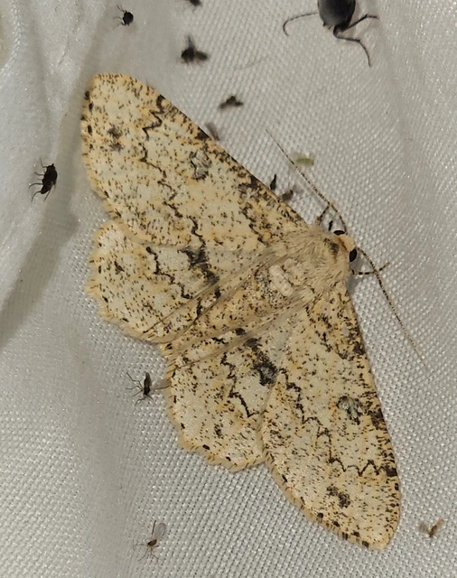 Ascotis selenaria - holdas faaraszoló
