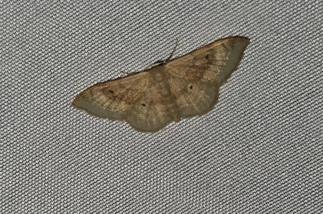 barnasávos araszoló - Idaea degeneraria