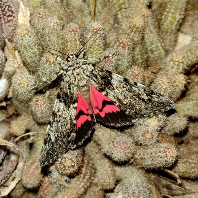 Catocala promissa - kis tölgyfa-övesbagoly