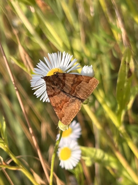 Euclidia glyphica - közönséges nappalibagoly