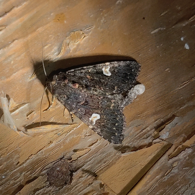 Melanchra persicariae - fehérfoltos kertibagoly