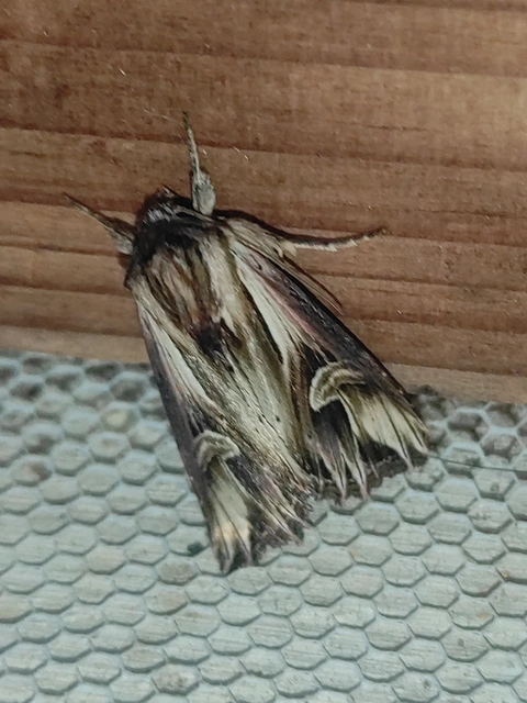 Actinotia polyodon - nagy sugarasbagoly