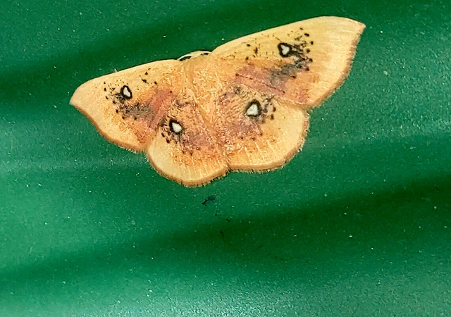 Cyclophora albiocellaria - juhar-pettyesaraszoló