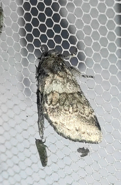 Gluphisia crenata - kormos púposszövő