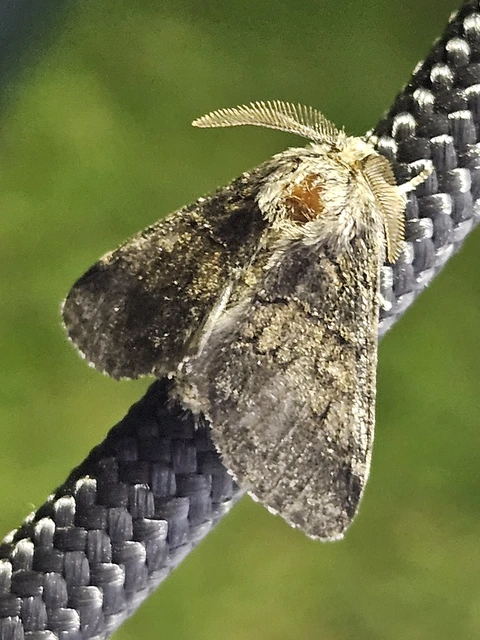 Gluphisia crenata - kormos púposszövő