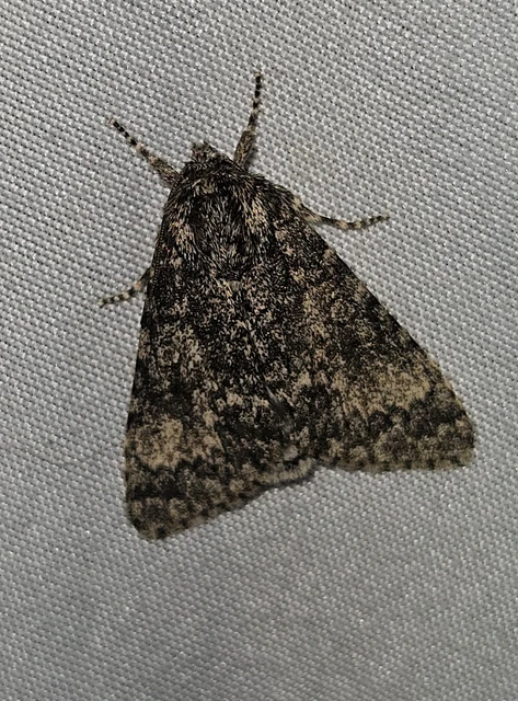 nagyfejű szigonyosbagoly - Acronicta megacephala