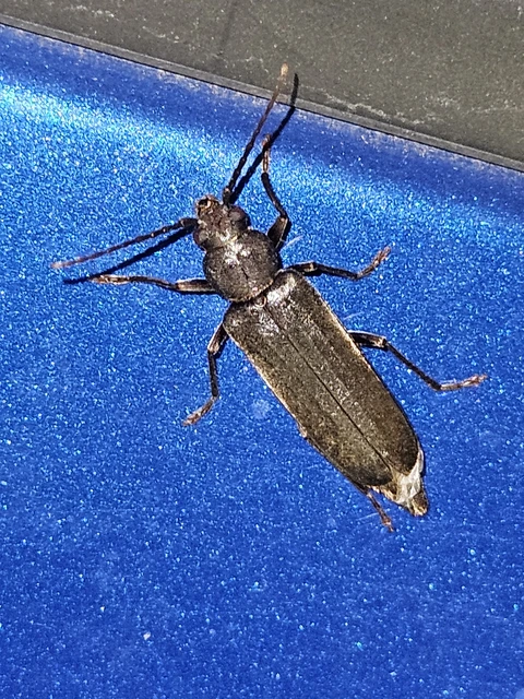 Arhopalus rusticus - gödrösnyakú cincér