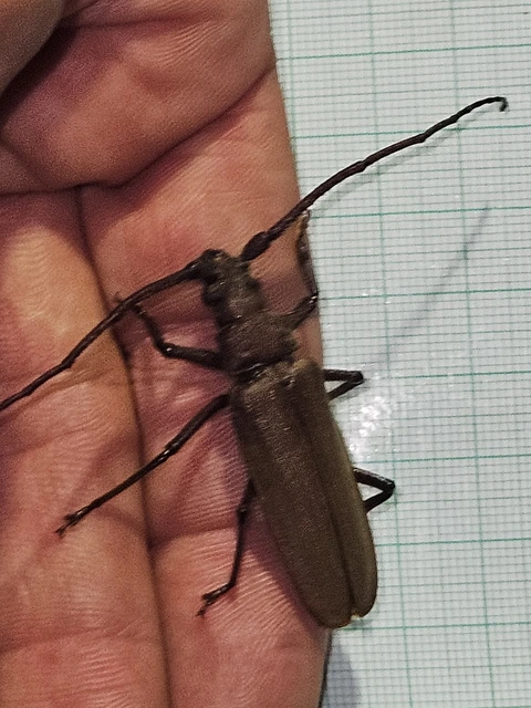 Aegosoma scabricorne - diófacincér