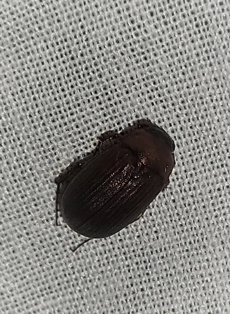 Serica brunnea - homoki kiscserebogár